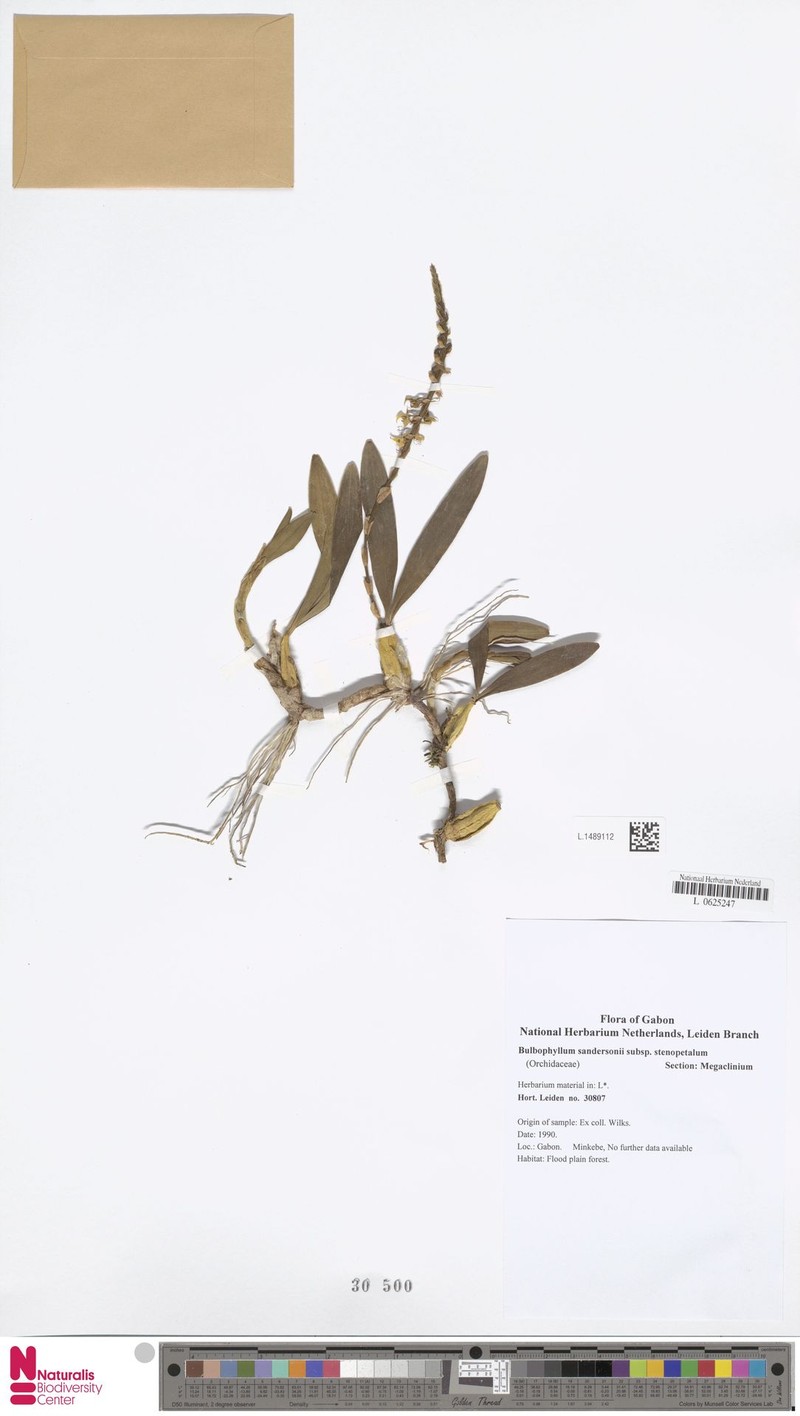 Bulbophyllum sandersonii subsp. stenopetalum photo 3