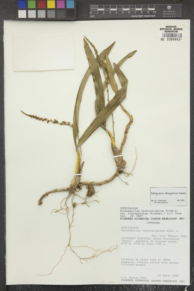 Bulbophyllum sandersonii subsp. stenopetalum photo 4