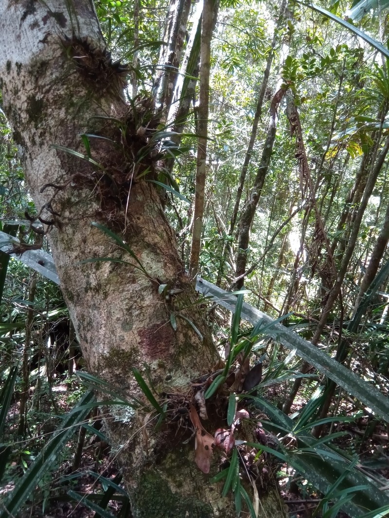 Bulbophyllum sandrangatense photo 2