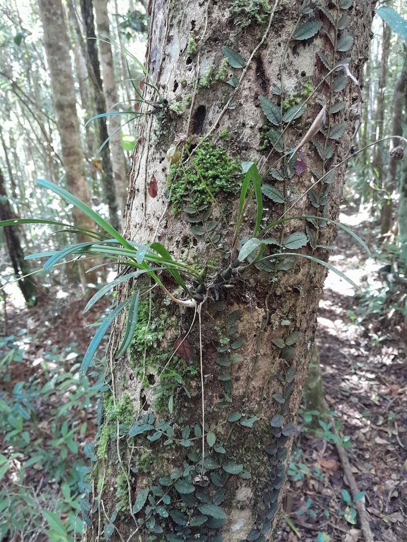 Bulbophyllum sandrangatense photo 3