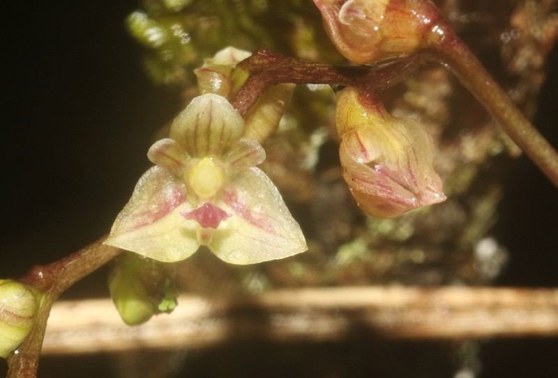 Bulbophyllum sandrangatense photo 4