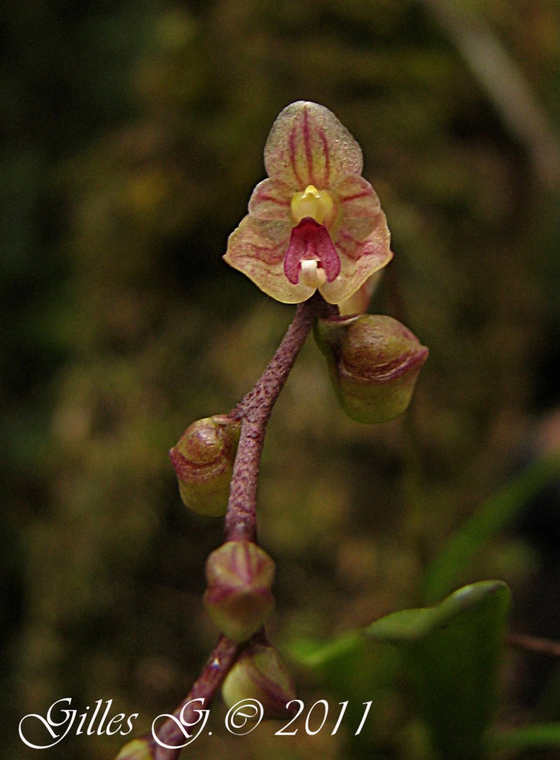 Bulbophyllum sandrangatense photo 5