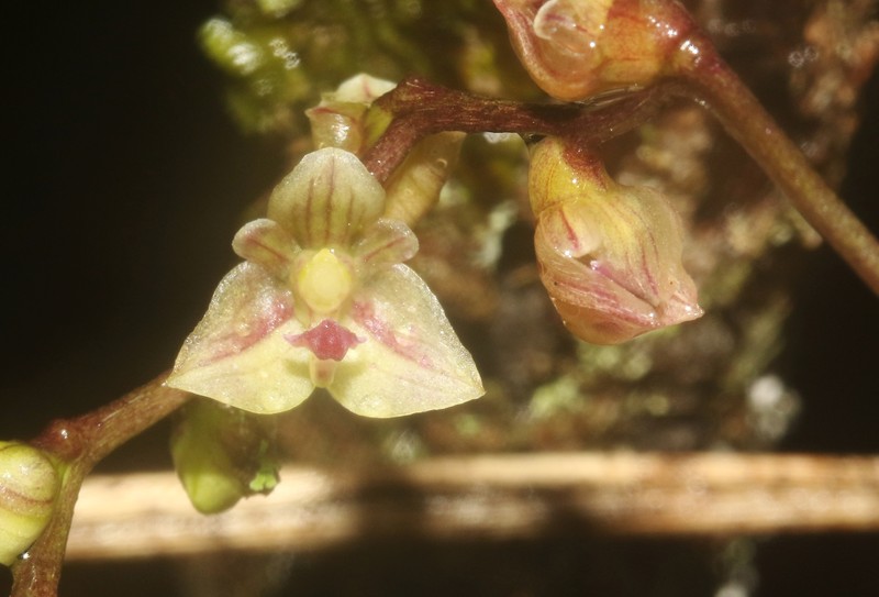 Bulbophyllum sandrangatense photo 6