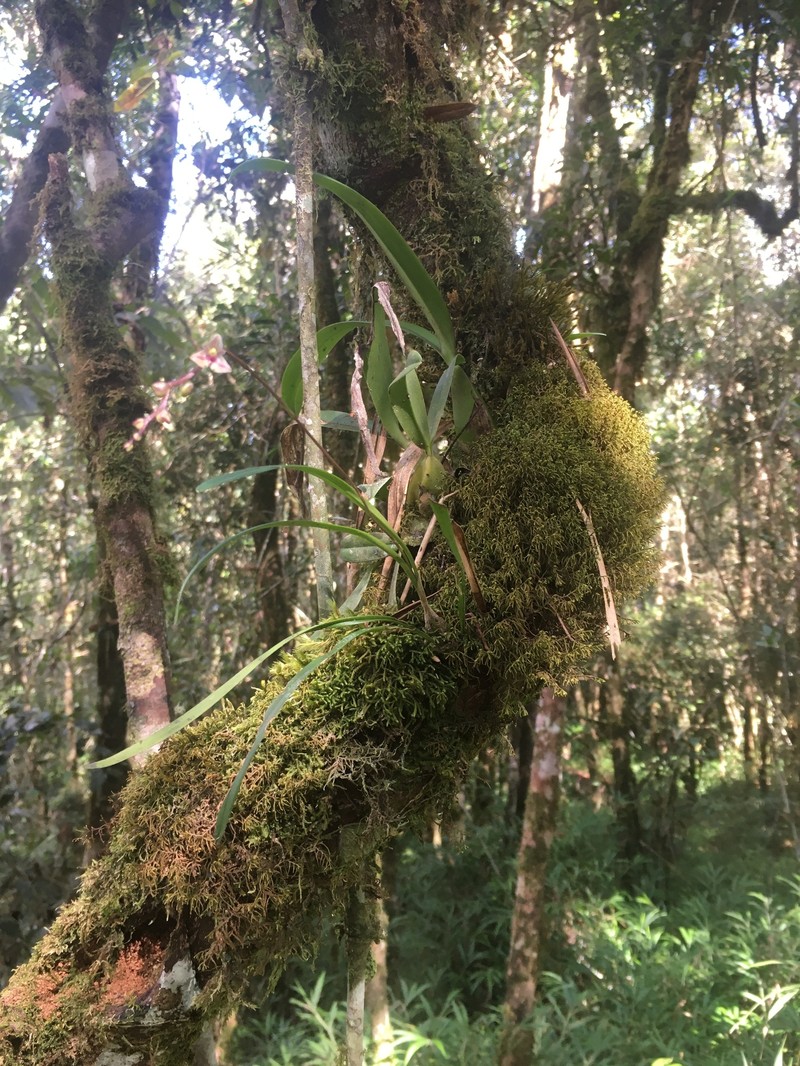 Bulbophyllum sandrangatense photo 8
