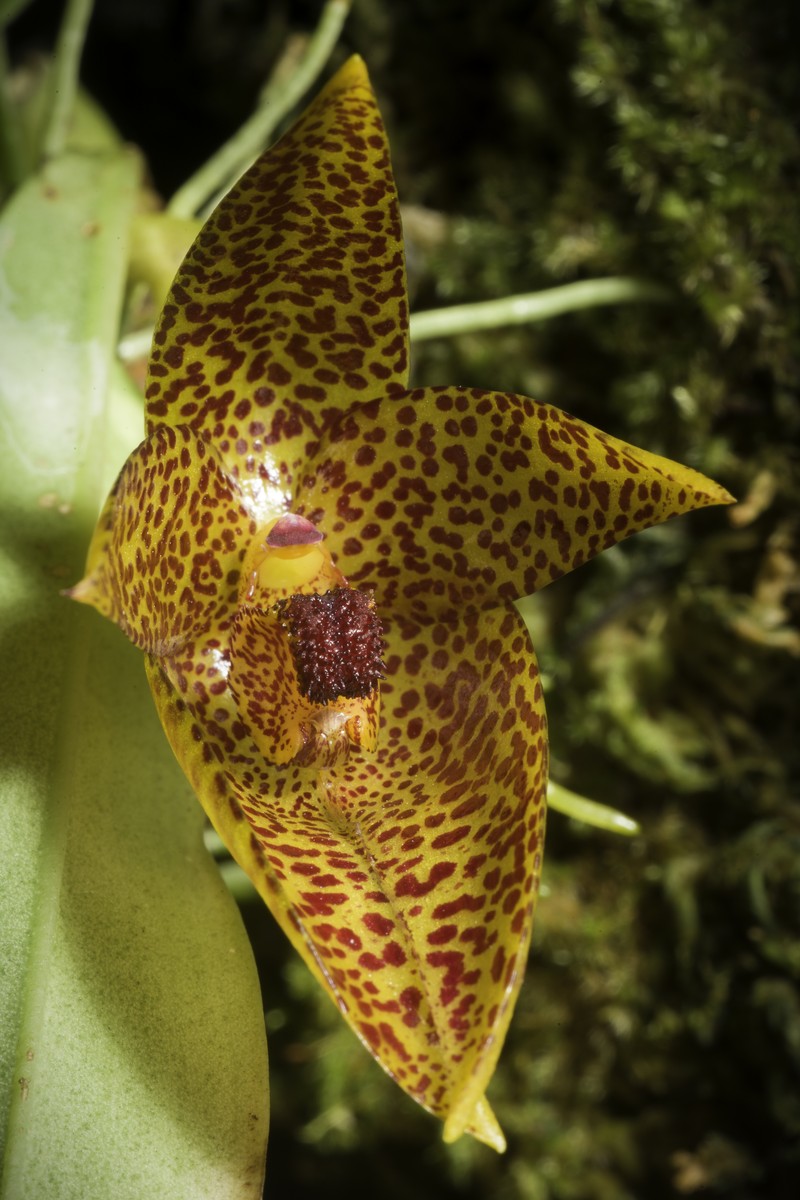 Bulbophyllum sanguineomaculatum