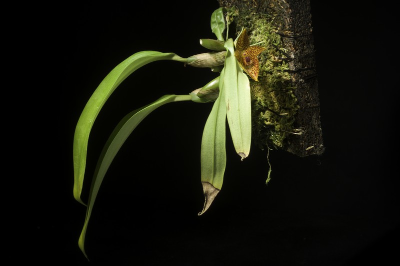 Bulbophyllum sanguineomaculatum photo 2
