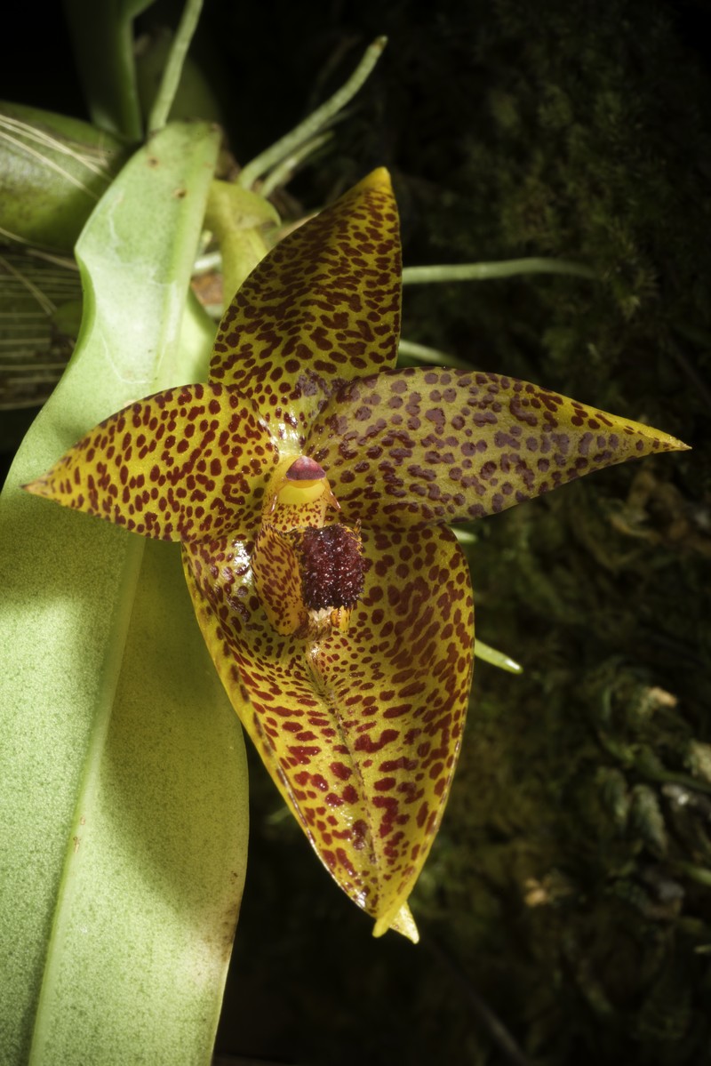 Bulbophyllum sanguineomaculatum photo 3