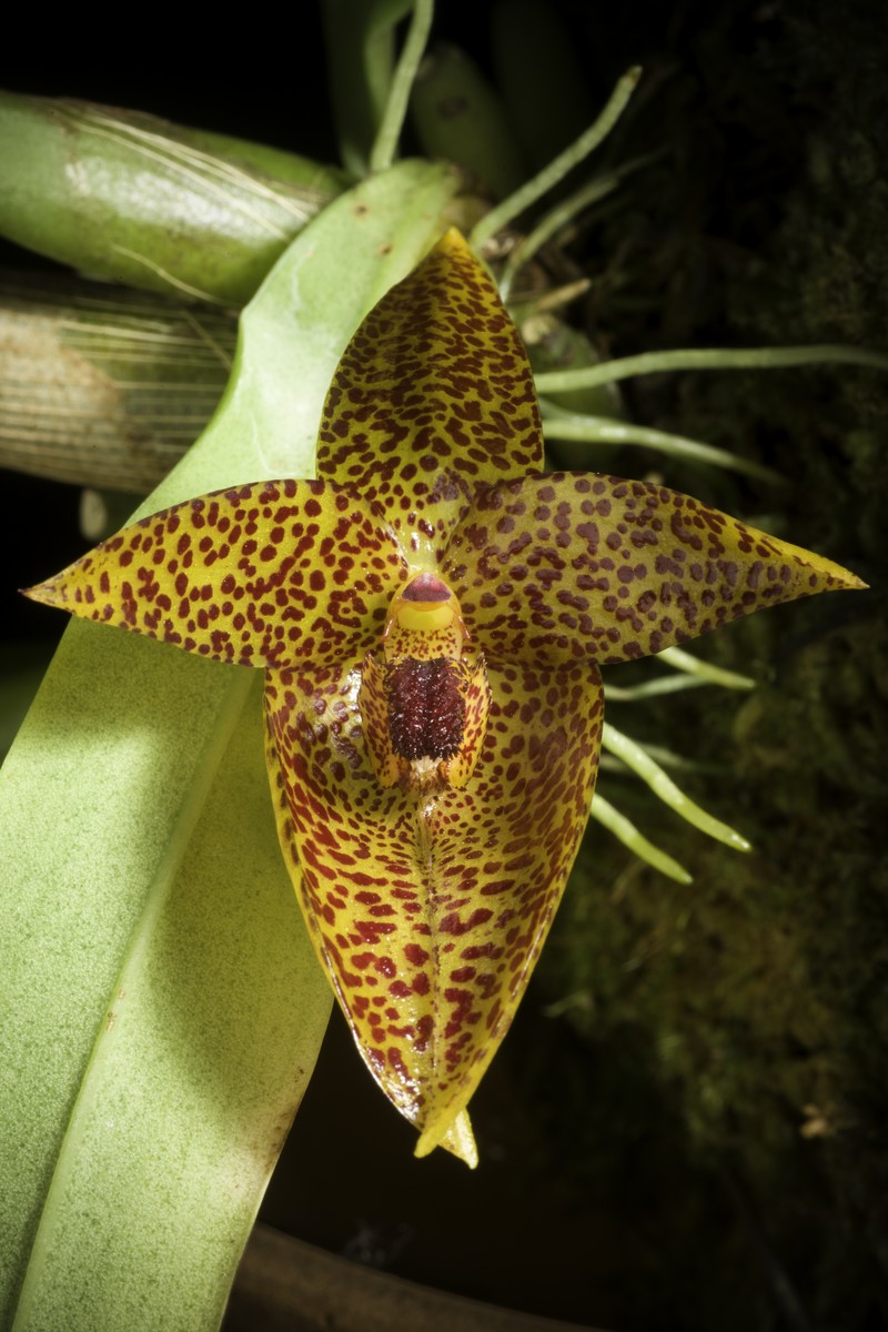 Bulbophyllum sanguineomaculatum photo 4