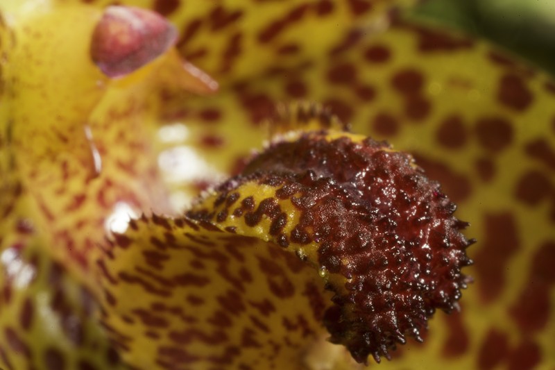 Bulbophyllum sanguineomaculatum photo 5