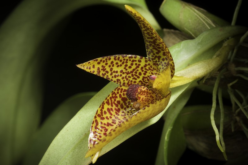 Bulbophyllum sanguineomaculatum photo 6