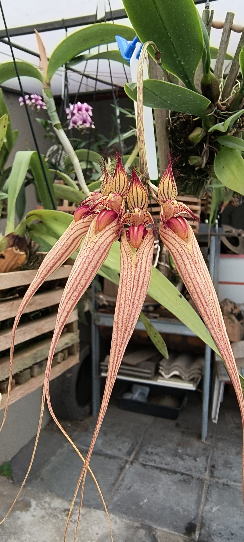 Bulbophyllum sanguineopunctatum