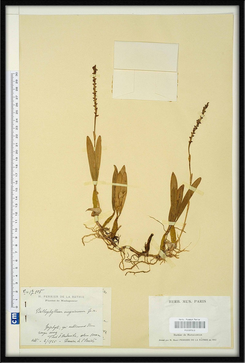 Bulbophyllum sanguineum