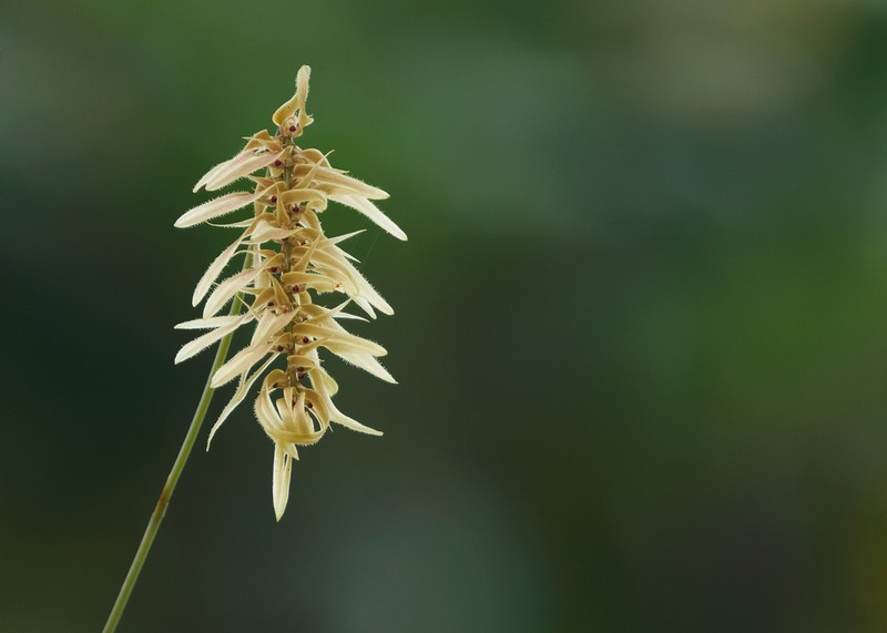Bulbophyllum sanitii photo 2