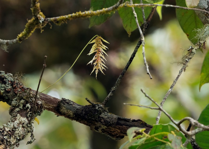 Bulbophyllum sanitii photo 3