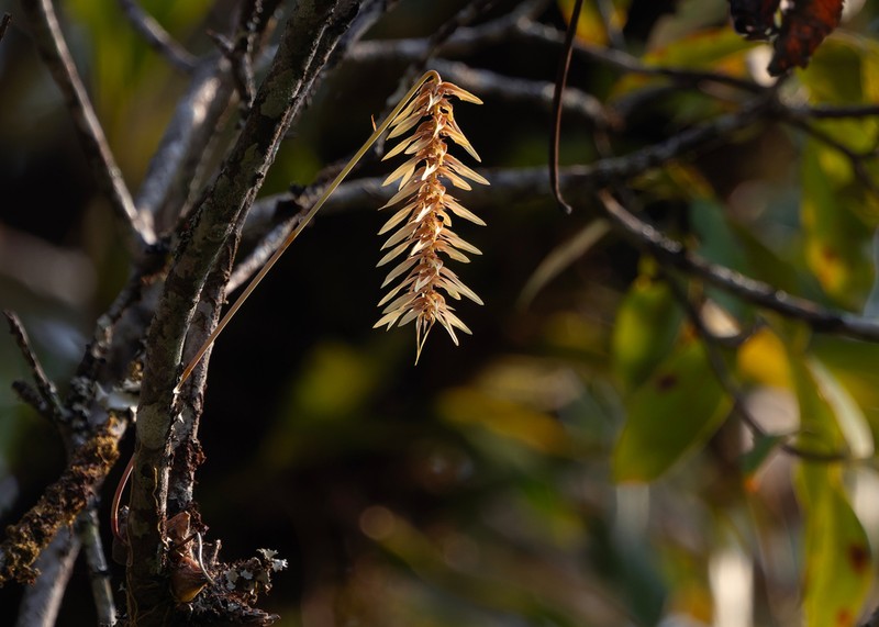 Bulbophyllum sanitii photo 4