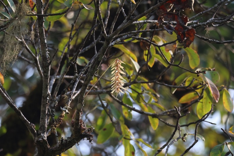 Bulbophyllum sanitii photo 6