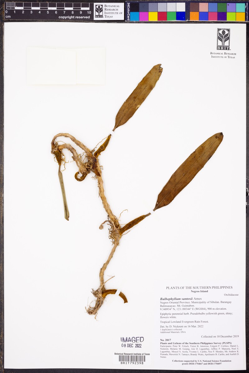 Bulbophyllum santosii