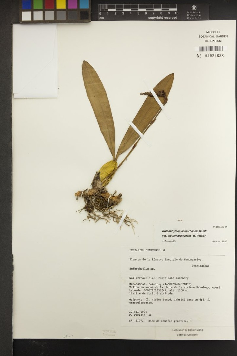 Bulbophyllum sarcorhachis