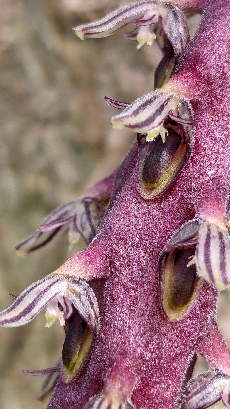 Bulbophyllum saurocephalum
