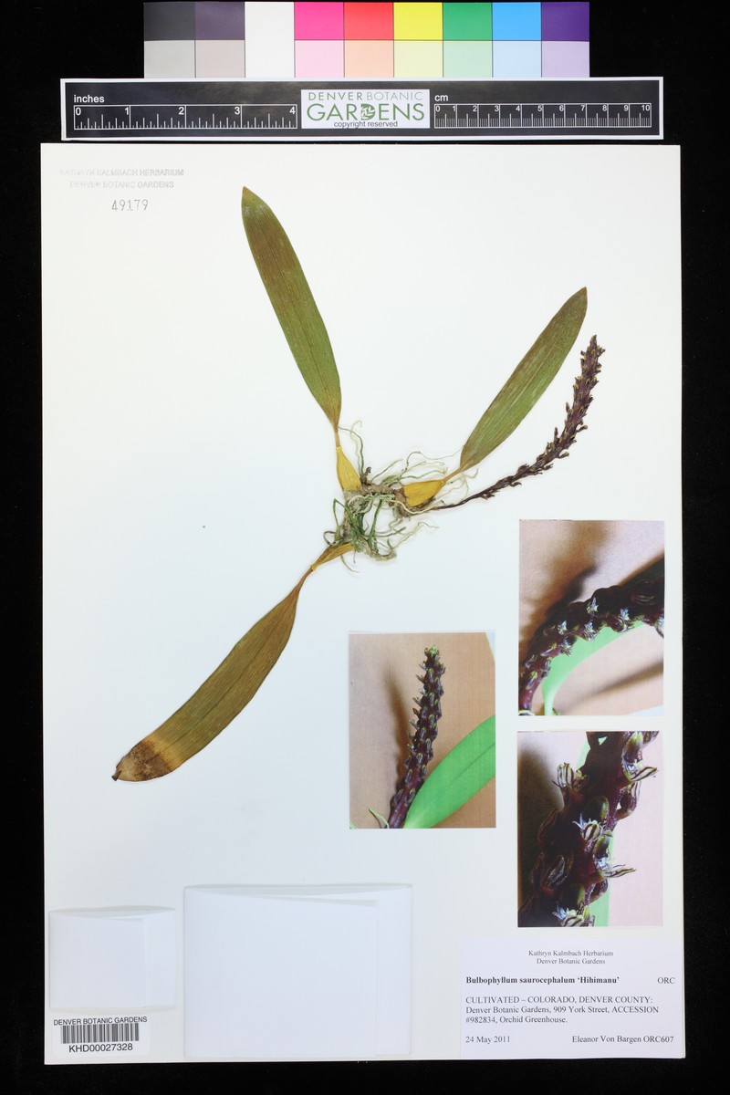 Bulbophyllum saurocephalum photo 2