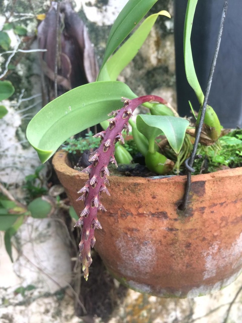 Bulbophyllum saurocephalum photo 3