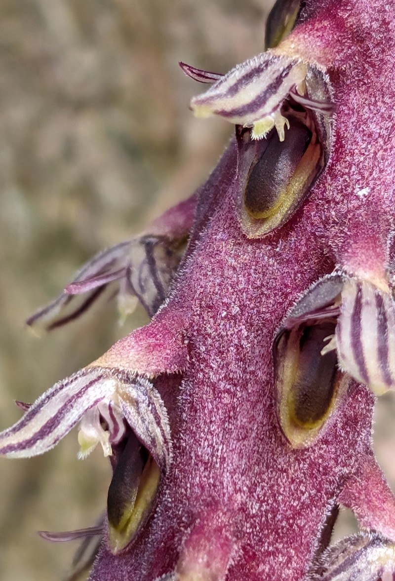 Bulbophyllum saurocephalum photo 4