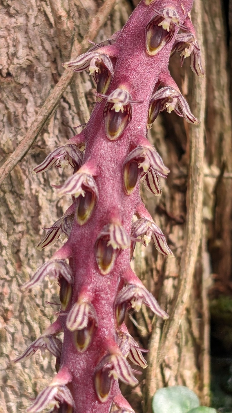Bulbophyllum saurocephalum photo 5