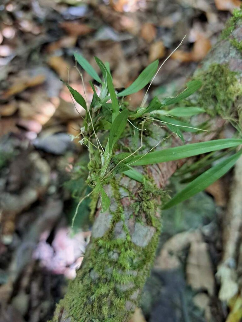 Bulbophyllum savaiense