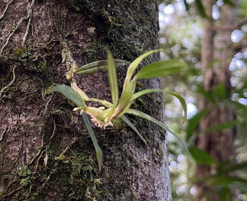 Bulbophyllum savaiense photo 2