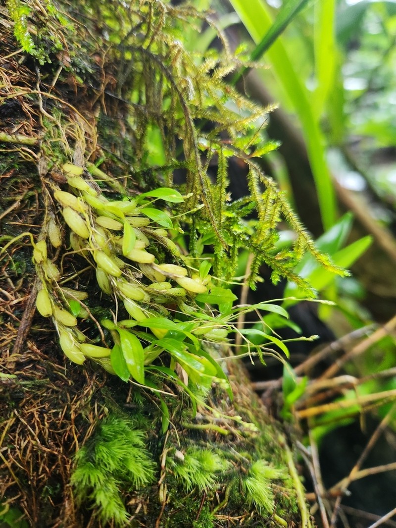 Bulbophyllum savaiense photo 3