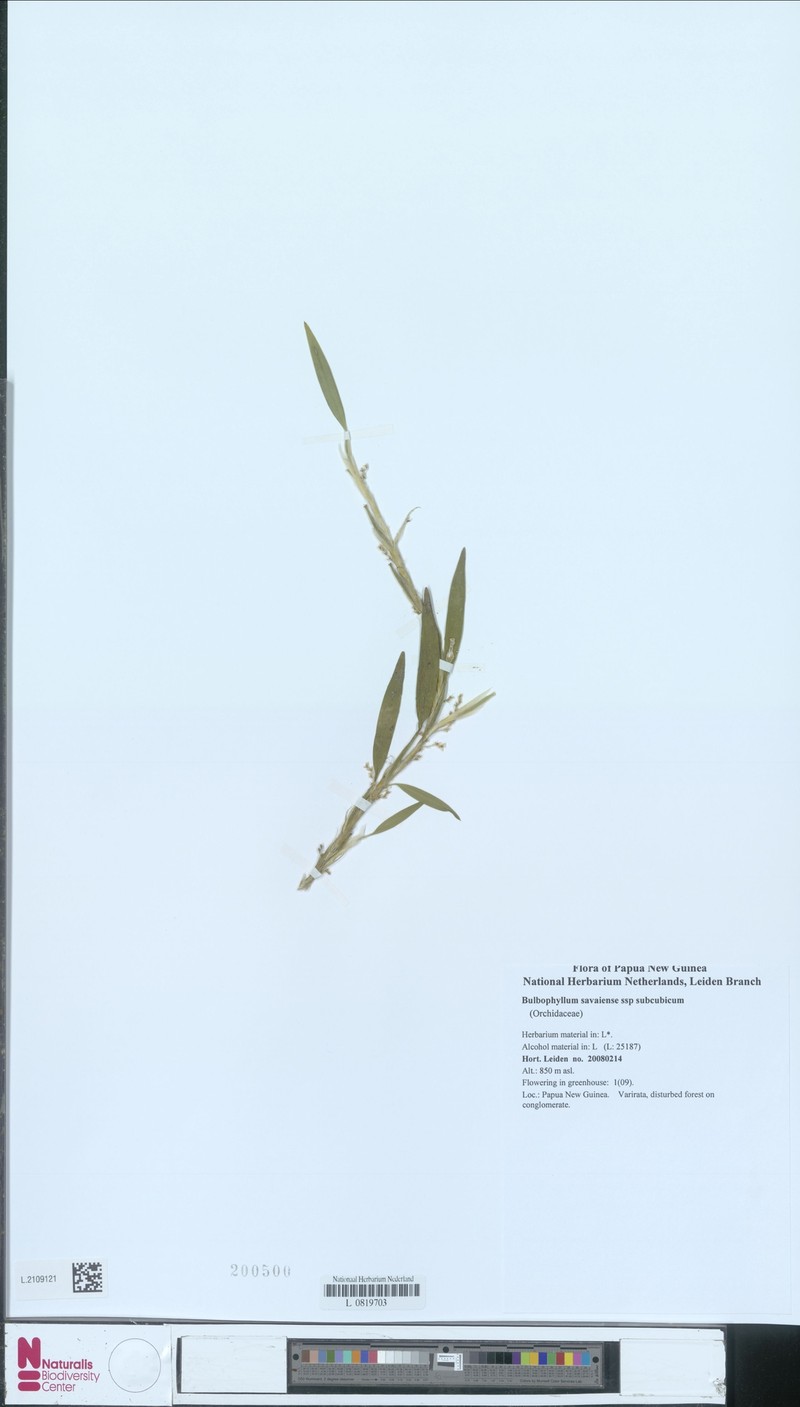 Bulbophyllum savaiense photo 5