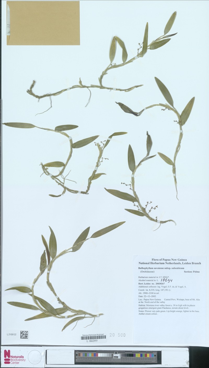 Bulbophyllum savaiense photo 6