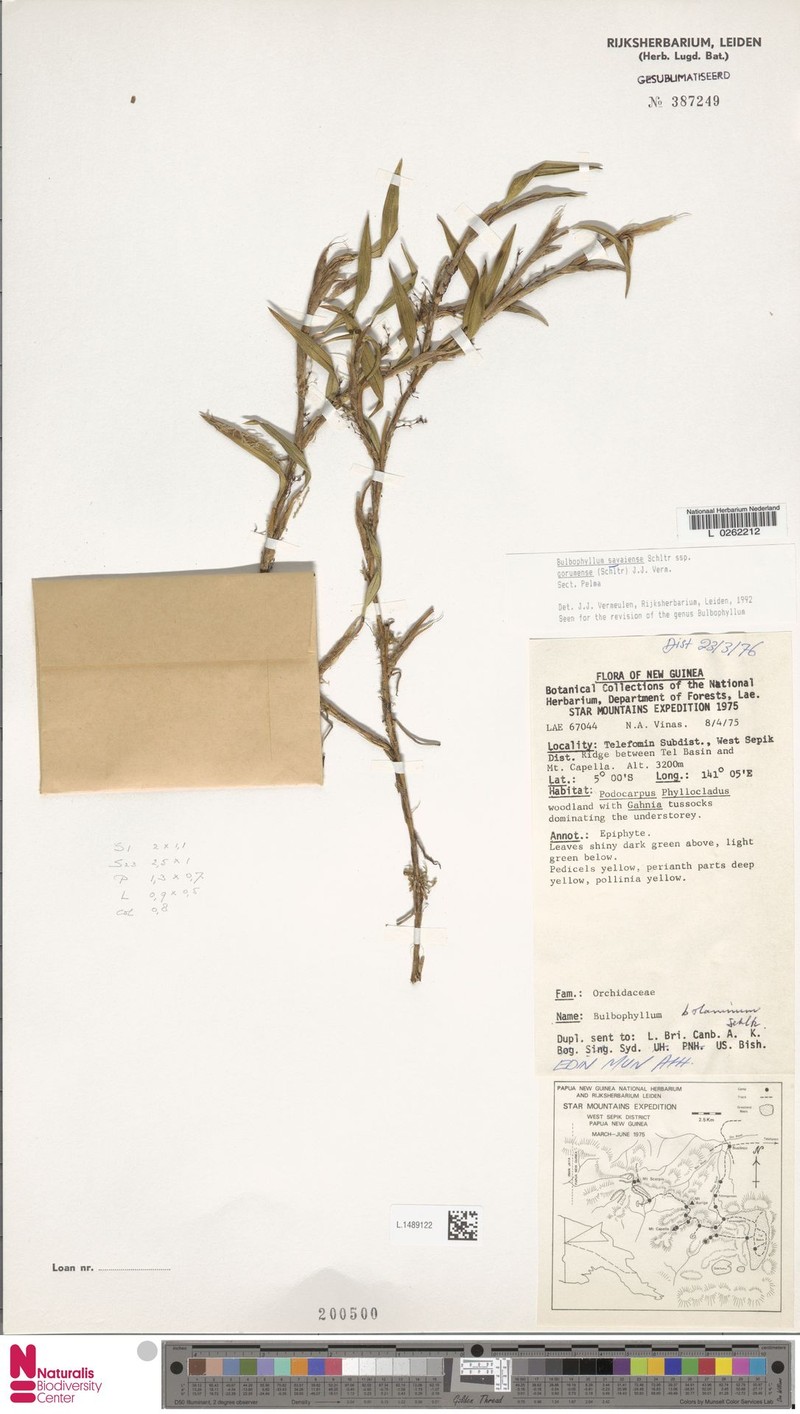 Bulbophyllum savaiense subsp. gorumense