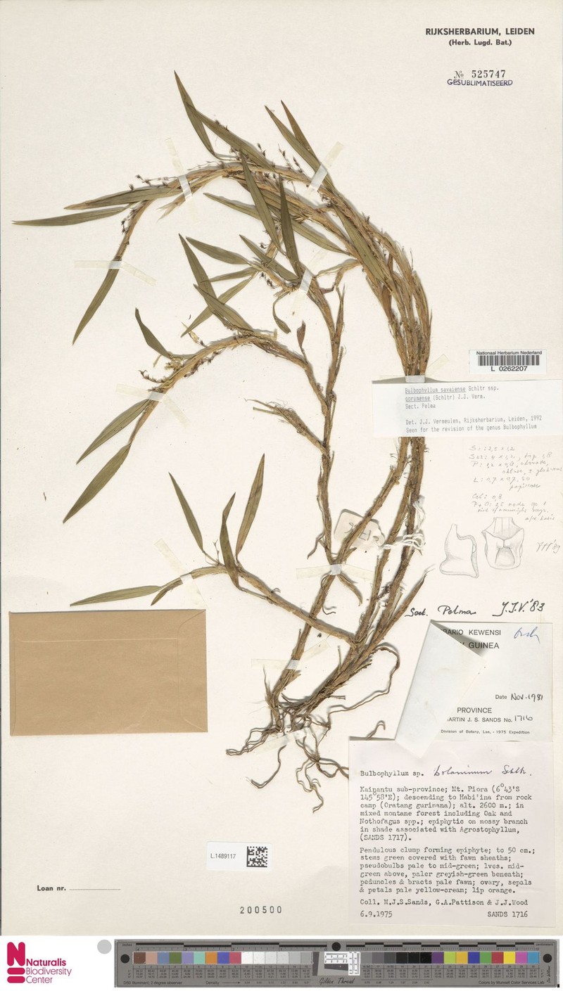 Bulbophyllum savaiense subsp. gorumense photo 2