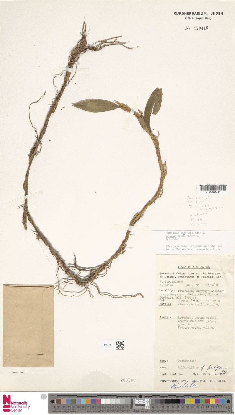 Bulbophyllum savaiense subsp. gorumense photo 3