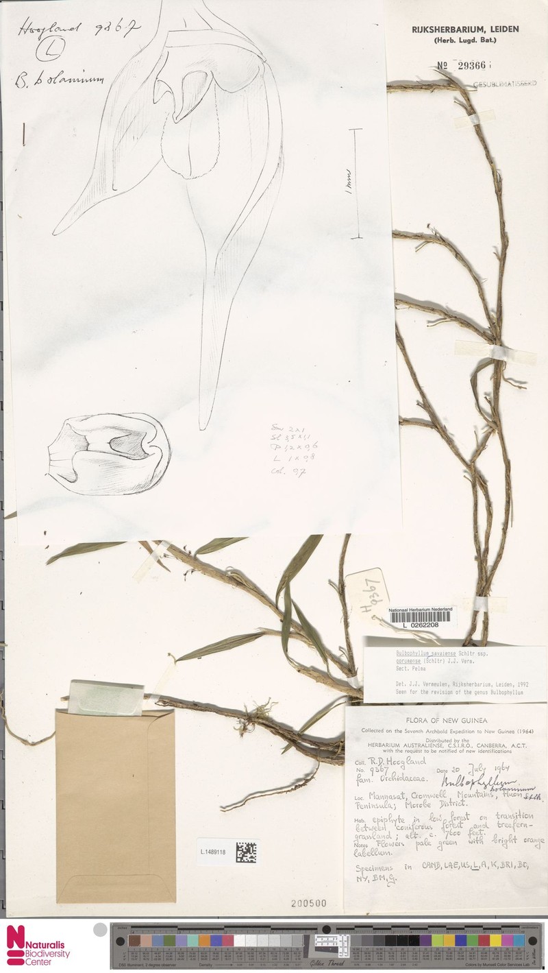 Bulbophyllum savaiense subsp. gorumense photo 4