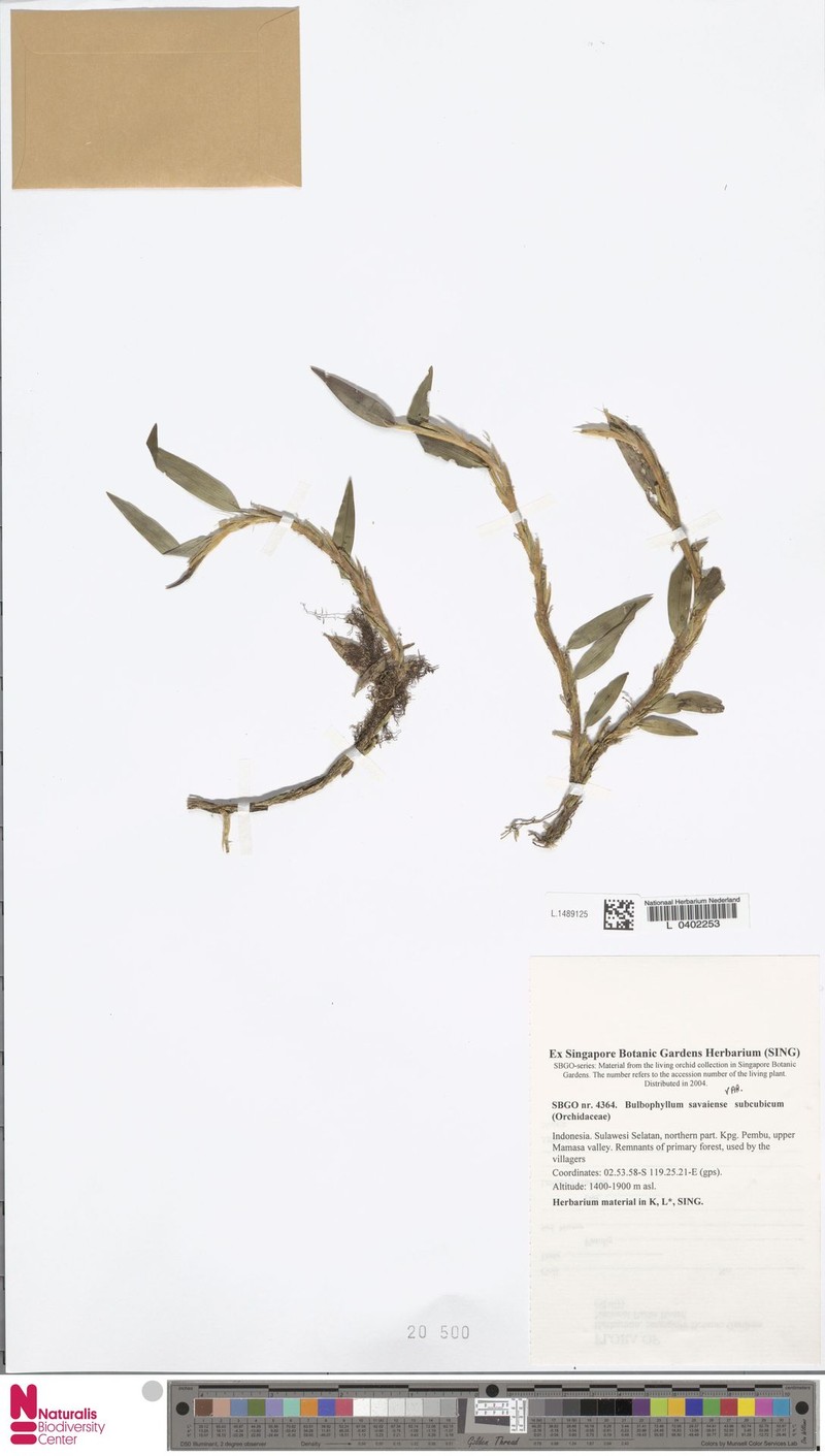 Bulbophyllum savaiense subsp. subcubicum photo 4