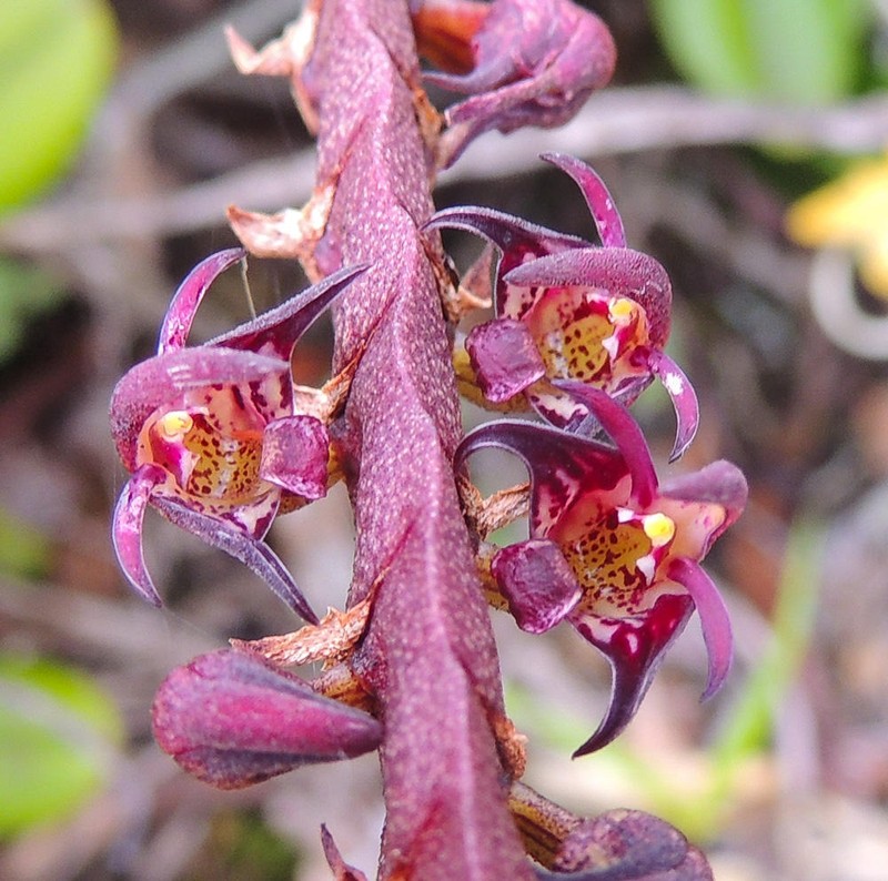 Bulbophyllum scaberulum photo 2