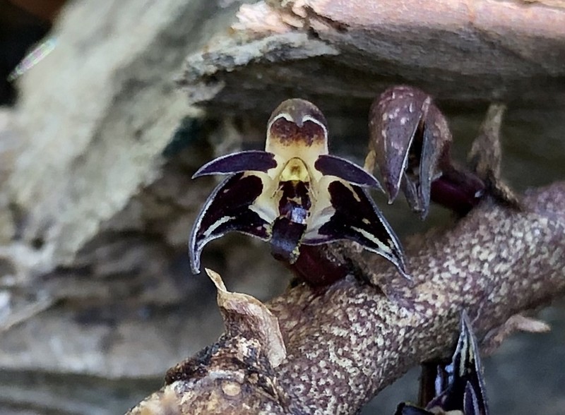 Bulbophyllum scaberulum photo 3