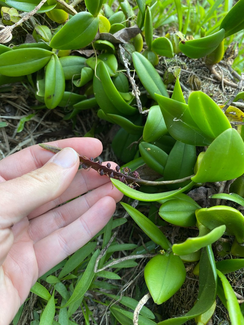 Bulbophyllum scaberulum photo 4