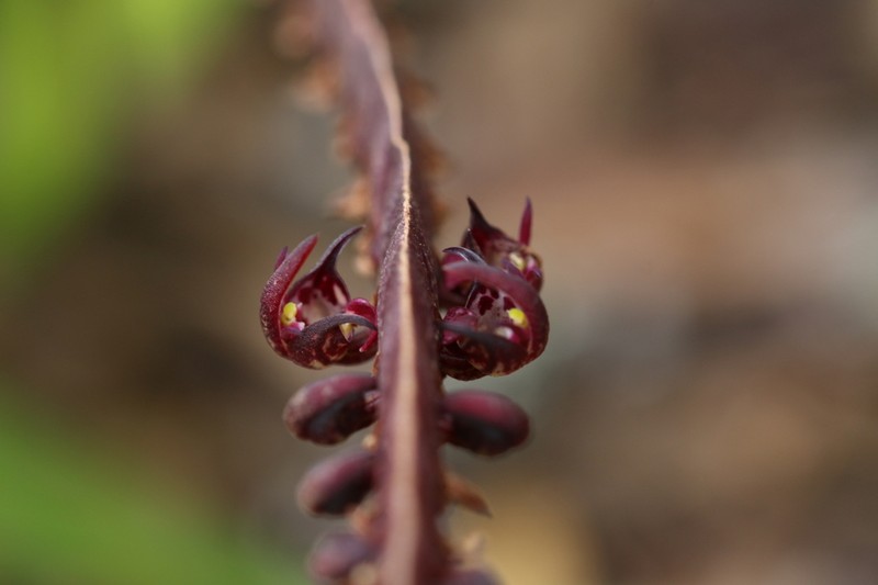 Bulbophyllum scaberulum photo 5