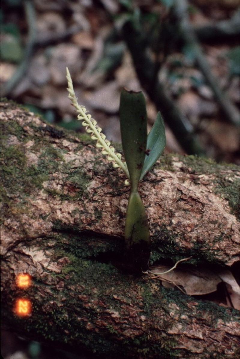 Bulbophyllum scaberulum photo 6