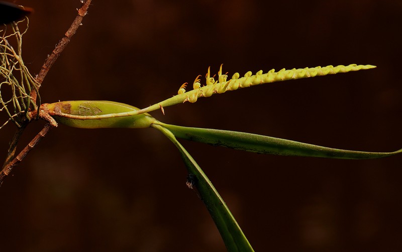 Bulbophyllum scaberulum photo 7