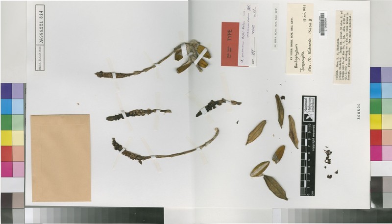 Bulbophyllum scaberulum var. crotalicaudatum