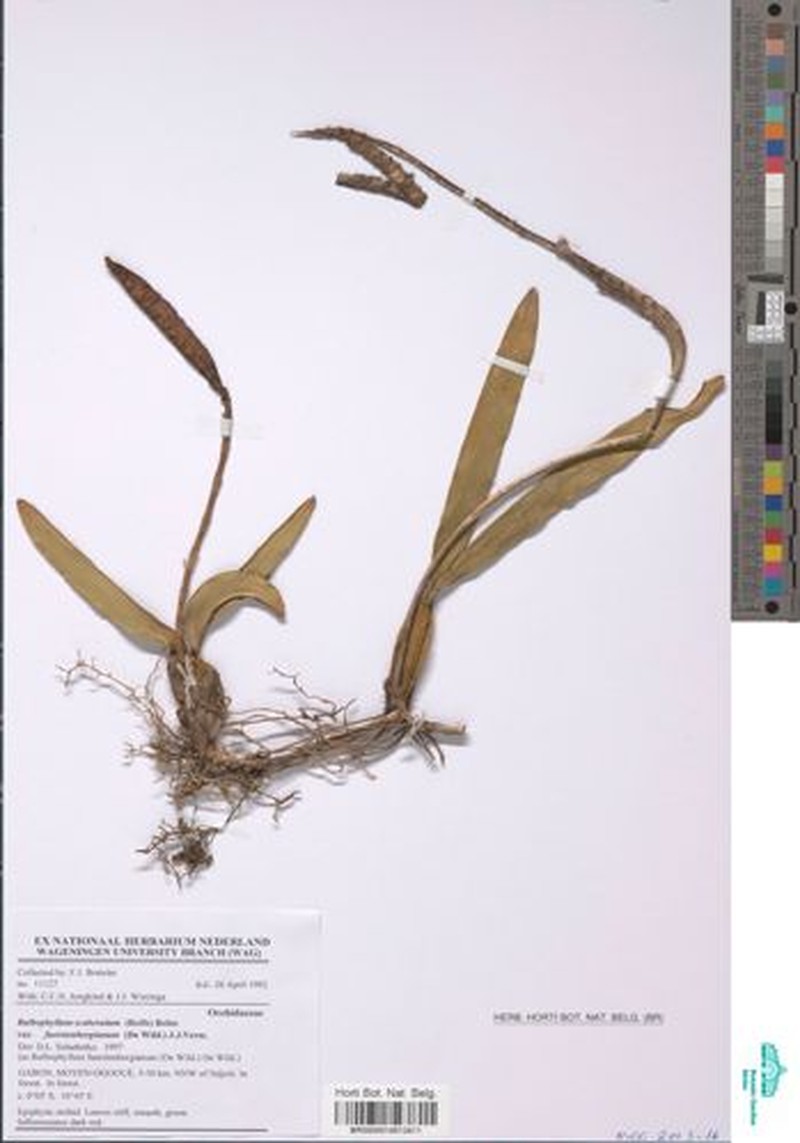 Bulbophyllum scaberulum var. fuerstenbergianum
