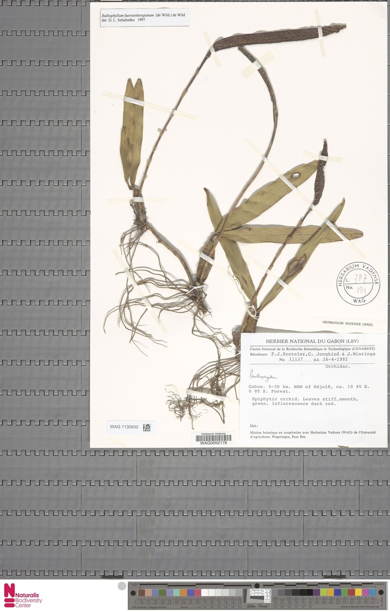 Bulbophyllum scaberulum var. fuerstenbergianum photo 2