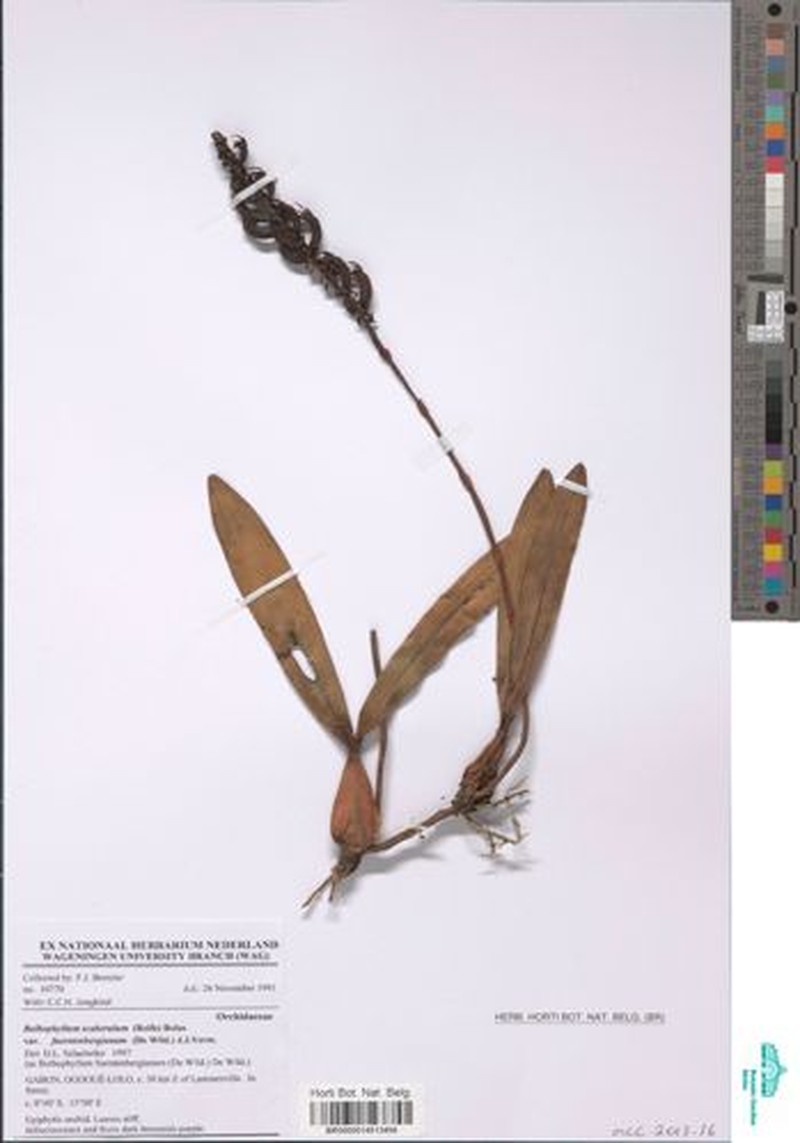 Bulbophyllum scaberulum var. fuerstenbergianum photo 4