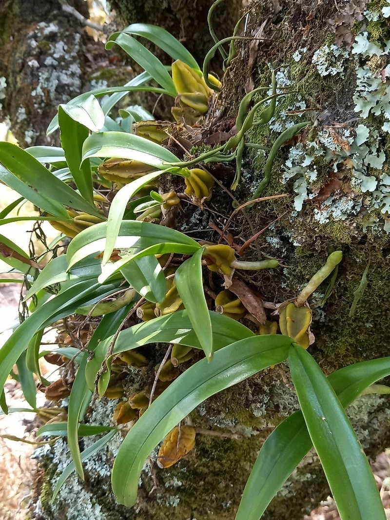 Bulbophyllum scaberulum var. scaberulum