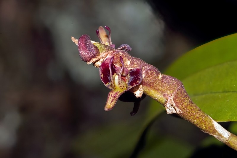 Bulbophyllum scaberulum var. scaberulum photo 2