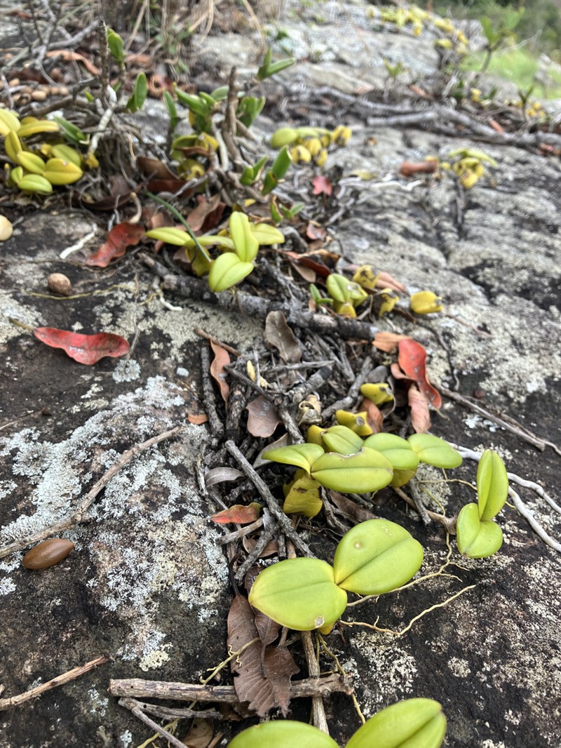 Bulbophyllum scaberulum var. scaberulum photo 3